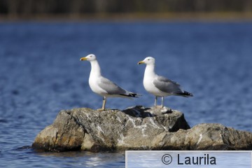 Lararg_070419_HL.jpg