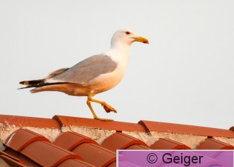 IMG_8858.jpg