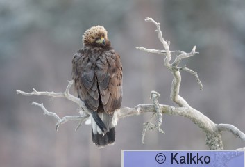 maakotka 025.jpg