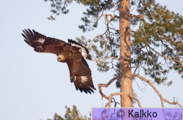 maakotka 053.jpg