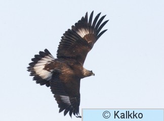 maakotka 072.jpg