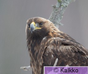 maakotka 310.jpg