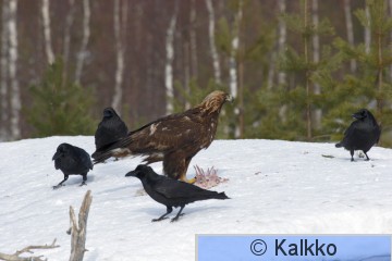 maakotka 394.jpg