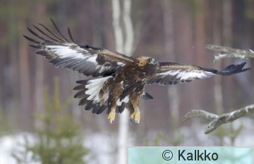 maakotka 411.jpg