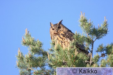 huuhkaja 045.jpg