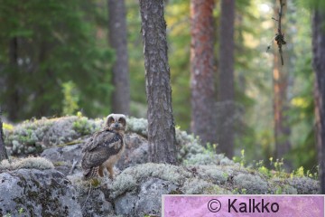 huuhkaja 083.jpg