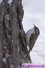 000098 Puukiipijä_28022009_Mouhijärvi Salmi.jpg