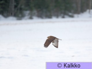 hiirihaukka 012.jpg