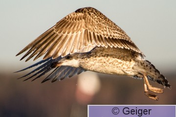 IMG_0872.jpg