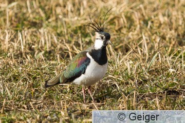 IMG_8491.jpg