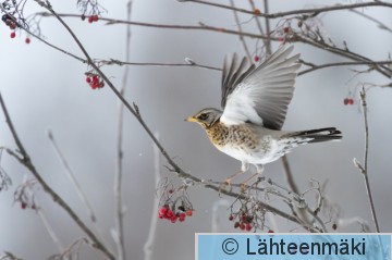 Räkättirastas38_Reijo Lähteenmäki.jpg