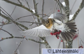 Räkättirastas48_Reijo Lähteenmäki.jpg