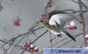 Räkättirastas49_Reijo Lähteenmäki.jpg