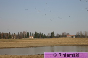 Laukko 26.4.2006 PRKuva.JPG