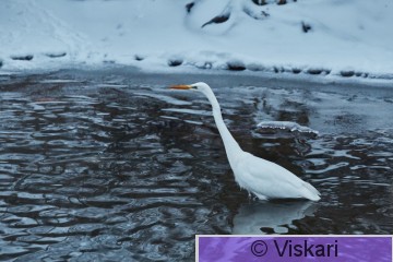 IMG_9115.jpg