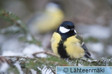 000167 Talitiainen koiras_02012010_Mouhijärvi Salmi.jpg