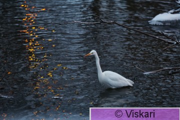 IMG_9160.jpg