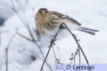 Vuorihemppo, Twite, Carduelis flavirostris, Hankkio, Tampere, Finland, 25.1.2015, (4), _0170_edited-1.jpg