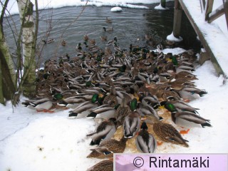 Sinisorsamassaa 16.1.2015 Viinikanoja PRKuva.JPG