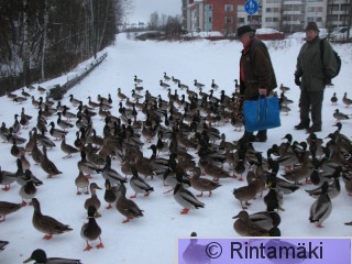 Sinisorsaruokintaa 16.1.2015 Viinikanoja PRKuva.JPG