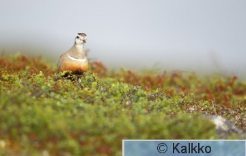 keräkurmitsa 103.jpg