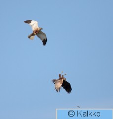 ruskosuohaukka 026.jpg