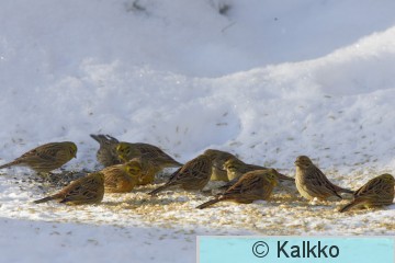 keltasirkku 036.jpg