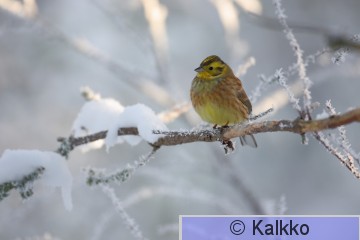 keltasirkku 079.jpg