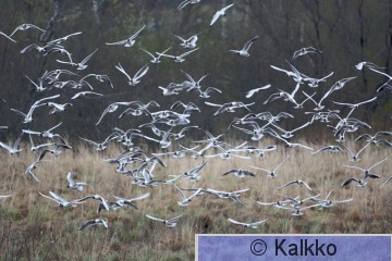 naurulokki 096.jpg