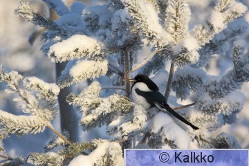 harakka 088.jpg