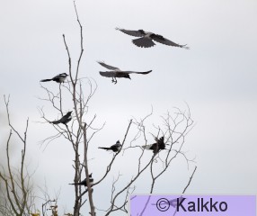harakka 080.jpg