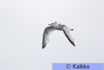 pikkukajava 107.jpg