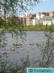 13.5.2011 Iidesjärvi länsipää ja Iidesranta ja naurulokkeja PRKuva.jpg