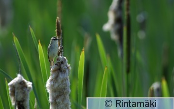 060714 Ruokokerttunen HL.jpg