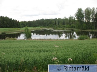 Hämeenkyrö Turkkilan tekoallas 17.7.2011 Pikku uikun vakituinen pesimäaikainen esiintymispaikka PRKuva.jpg