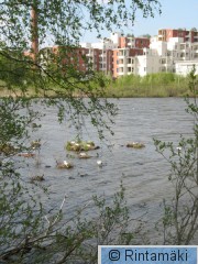 Iidesjärvi W pää taustalla Iidesranta 13.5.2011 PRKuva.jpg