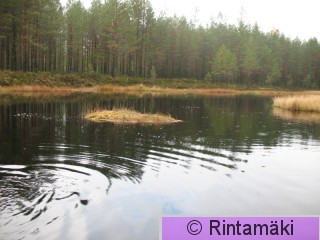 Kaakkurin tekosaareke 2.10.2007 Nokia Pikku Koukkujärvi PRKuva.jpg