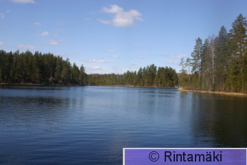 Kuikan pesimäpaikka Nokia Kalliojärvi 30.4.2015 PRKuva.JPG