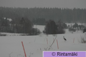 Oriveden kurki 1.1.2006 PRKuva.JPG