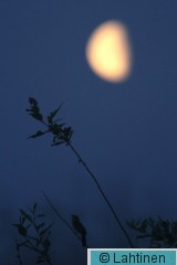 IMG_4609 k.jpg