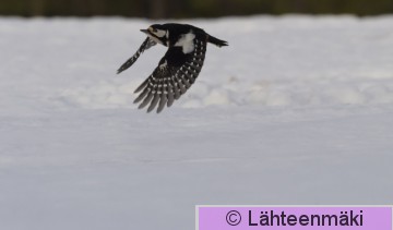 Käpytikka10_Reijo Lähteenmäki.jpg
