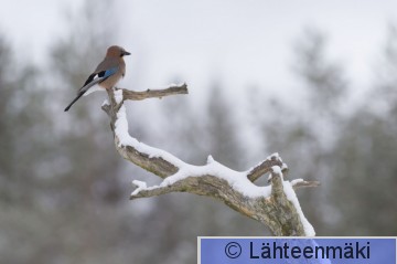 Närhi14_Reijo Lähteenmäki.jpg