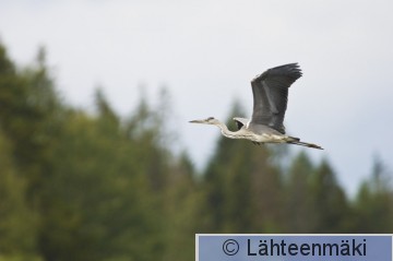 000005 Harmaahaikara lennossa 18072007 Mouhijärvi.jpg