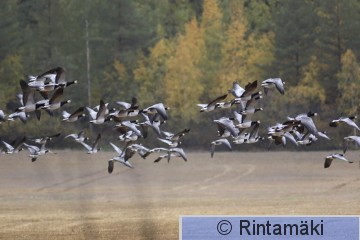 SIPONEN ansbra_300906_006.JPG