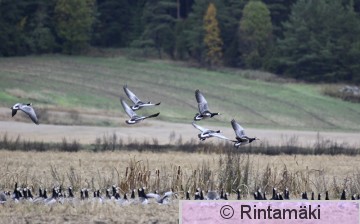 SIPONEN ansbra_300906_054.JPG