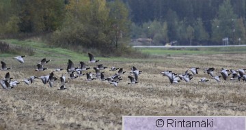 SIPONEN ansbra_300906_067.JPG