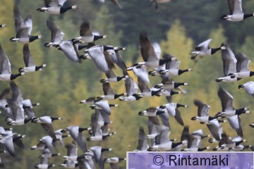 SIPONEN braleu_011006_096.JPG