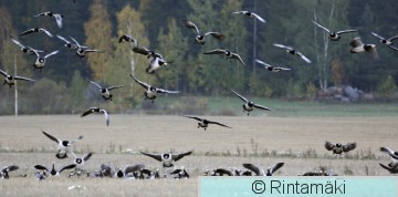 SIPONEN braleu_061006_043.JPG