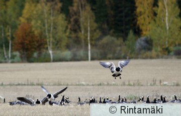 SIPONEN braleu_061006_075.JPG