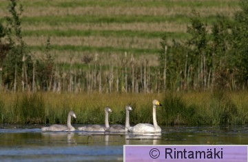 SIPONEN cygcyg_100906_069.JPG